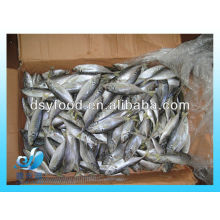 FROZEN HORSE MACKEREL